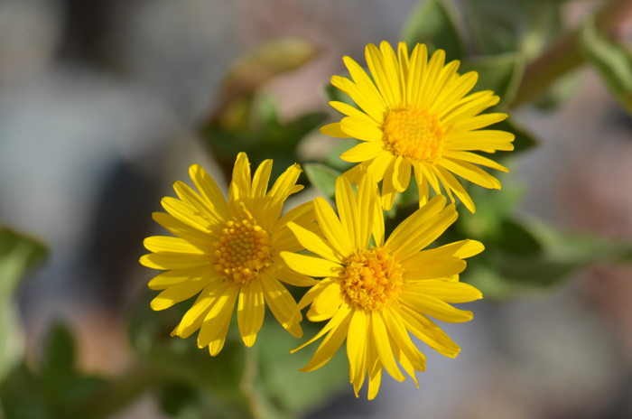Camphorweed has numerous yellow daisy-like flowers.  Heterotheca subaxillaris